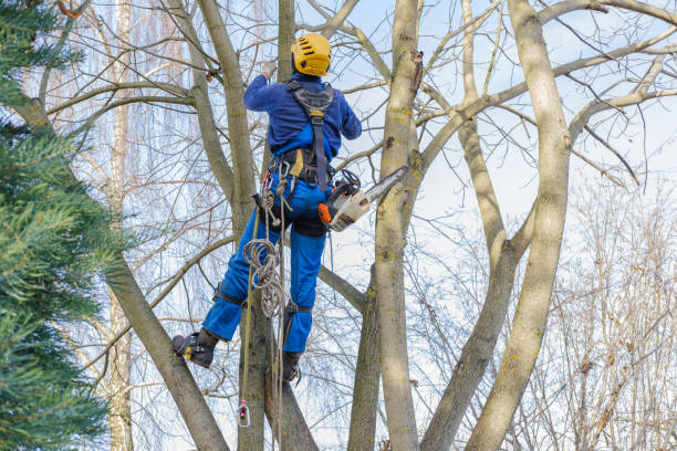 Best Palm Tree Trimming  in Spanish Fork, UT