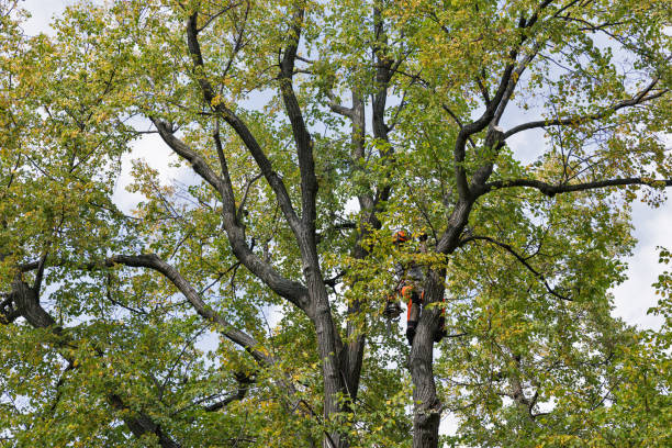 Best Fruit Tree Pruning  in Spanish Fork, UT